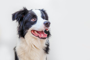 Obraz na płótnie Canvas Funny studio portrait of cute smiling puppy dog border collie isolated on white background. New lovely member of family little dog gazing and waiting for reward. Pet care and animals concept.