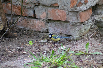 bird on the wall