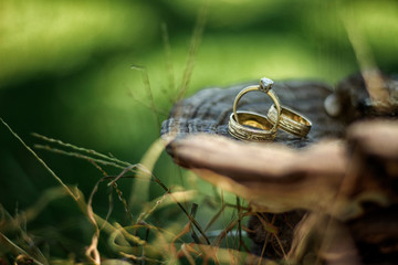 Argollas de matrimonio, anillos de compromiso en composición, sobre un tronco rustico.