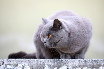 English cat poses for outdoor photos..