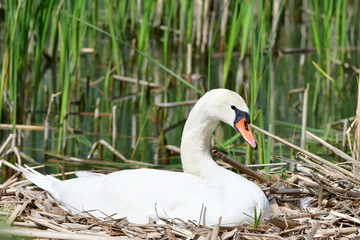 close up of swan sitting on eggs