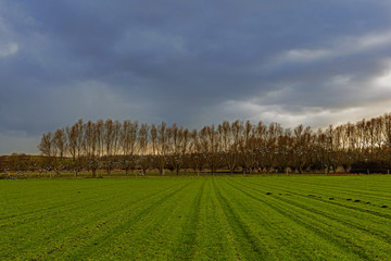 Start des Fluges von Wildgänsen über  grüner Ackerfläche im Februar-Himmel kurz vor dem Regen