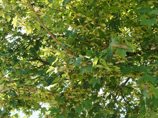Acer campestre ou érable champêtre aux rameaux canelés gris brun garnis d'un feuillage dense, lobé, arondi, vert foncé au bout de pétioles rougeâtres