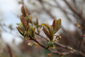 budding buds with small leaves on tree branches in spring