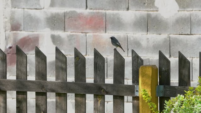Black Redstart on fence near nest, male (Phoenicurus ochruros) - (4K)