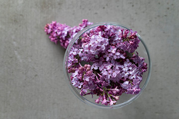 amethyst crystals on white background