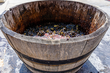 Fototapeta premium Winemaking, harvest time