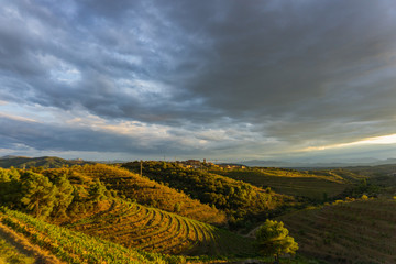 Beautiful sunset in the wine country