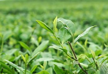 Tea plantation on the top of the mountain