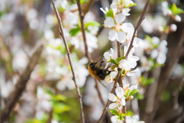 Bumblebee on a flowering tree