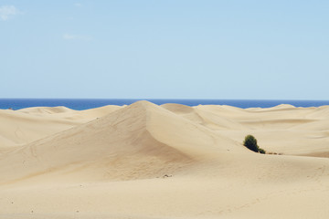 Dunes in summer in Canary Islands (Spain)