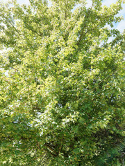 Fototapeta na wymiar Acer campestre | Erable champêtre ou érable des campagnes