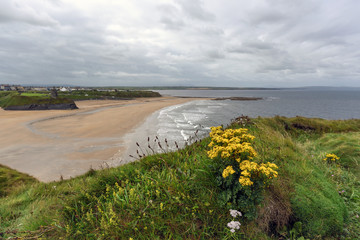 Blick auf menschenleere Strandbucht im Sommer an Irlands wilder Atlantikküste, umrahmt von grünen Felsen und gelben Blumen im Vordergrund