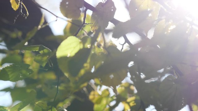 Autumn alder tree green leaves  blowing in breeze and sun shining through fall branches