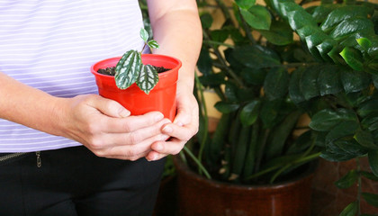 Woman with a plant in her hands. Red pot with a small houseplant close-up. Green environment concept. Money or  business grow concept. 