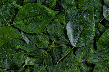 Green leaves with dew drops closeup. Background texture. Natural background