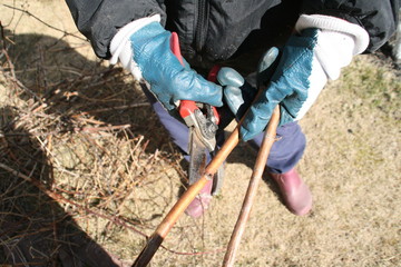Woman's hands pruning trees in the spring with a garden pruner. Spring work began in the garden....