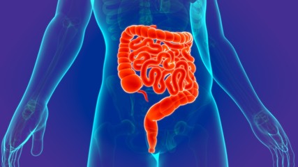3D Illustration Human Digestive System Anatomy (Small and large Intestine)
