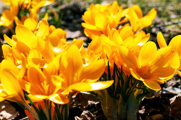 Lush yellow crocus flowers blooming on the spring meadow. Nature backgrounds