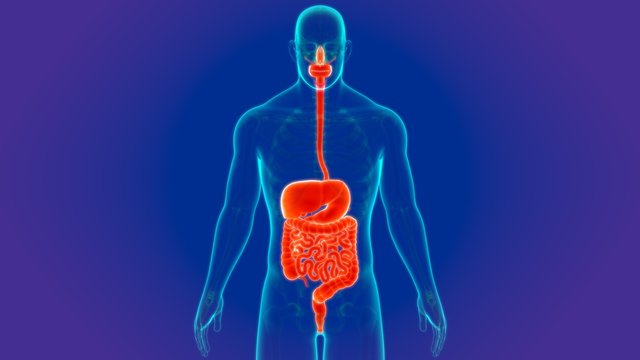 3D Illustration Human Digestive System Anatomy
