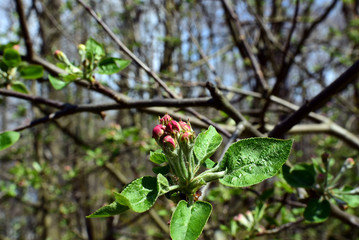 Obraz na płótnie Canvas Red Apple blossom Bud with blurred back ground