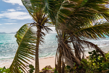 luxury and palm trees on the white sand tropical island of Anguilla