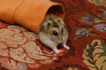 The funny playful hamster is looking out of the orange sleeve of the jumper in indoors.
