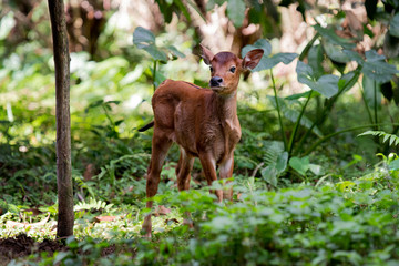 Bali Cattle calf in the bush in Bali