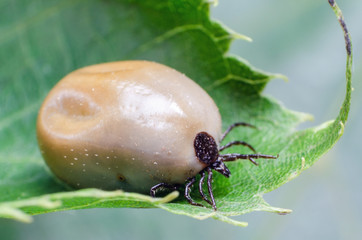 Swollen mite from blood, a dangerous parasite and carrier of infection sits on a leaf