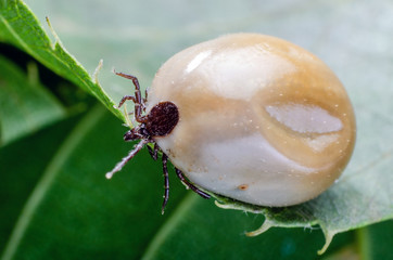 Swollen mite from blood, a dangerous parasite and carrier of infection sits on a leaf