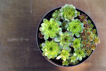 Hen and chicks (Sempervivum succulent or houseleeks) in flower pot on grunge background with copy space