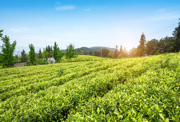 Fototapeta na wymiar Tea plantation on the top of the mountain