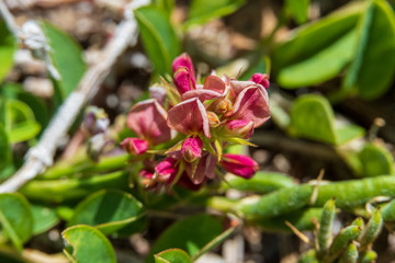 Alyce clover a.k.a. white moneywart (Alysicarpus vaginalis) macro - Davie, Florida, USA