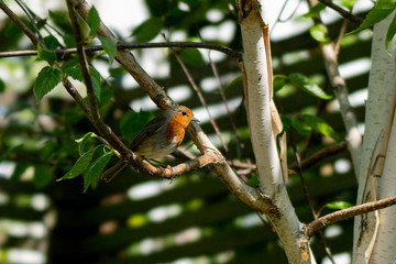 Robin Perched on Tree