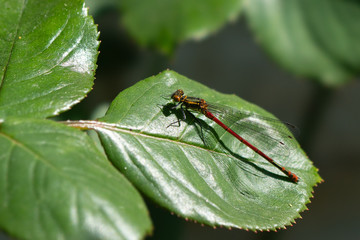 Dragonfly perched on a leaf