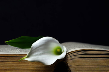 Sympathy card concept. Calla lily and open book on black background with copy space.