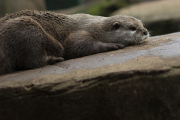 otter on the rock. Wild british otter resting on a rock and keeping watch