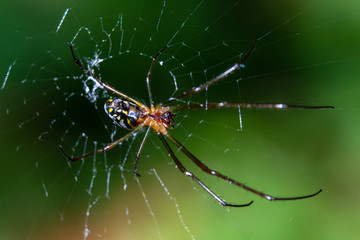 Orchard orbweaver spider (Leucauge argyra) macro - Davie, Florida, USA