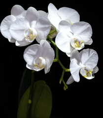 Naklejka na ściany i meble Weiße Mini-Schmetterlings-Orchidee vor schwarzem Hintergrund