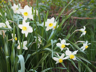 Fototapeta premium Narcissus flower. Narcissus daffodil flowers and green leaves background.
