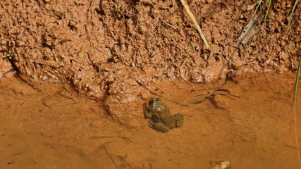 Gelbbauchunke (Bombina variegata) am Teichufer