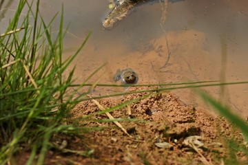 Gelbbauchunke (Bombina variegata) am Teichufer
