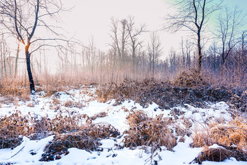 Winter misty sunrise landcape of a field in the middle the the forest