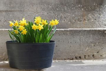 Daffodils in flower pot on concrete background