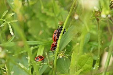 Zierliche Gemüsewanzen (Eurydema dominulus) bei der Paarung