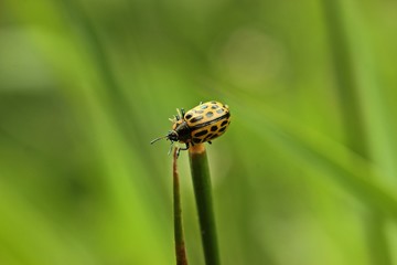 Gefleckter Weidenblattkäfer (Chrysomela vigintipunctata)