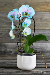 Orchid flower in flower pot on wooden background