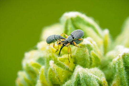 macro view of true weevils (or "snout beetles")/apion (rhopalapion) longirostre mating on  the common hollyhock (Alcea rosea)