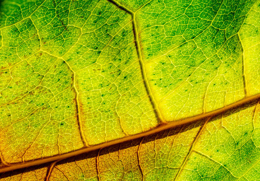 Drying avocado leaf, sharp macro closeup view