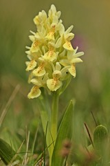 Holunder-Knabenkraut (Dactylorhiza sambucina)